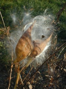 A photo of a milkweed plant.