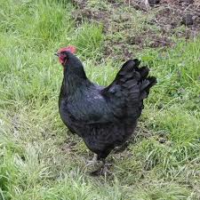 A photo of a black chicken in a yard.